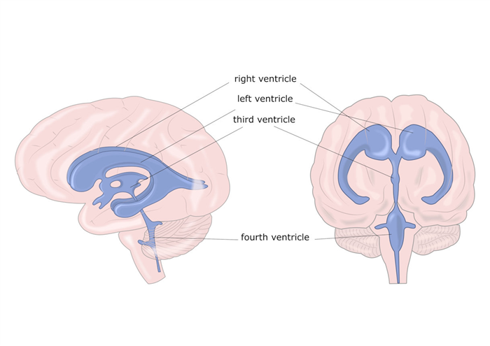 Ventricoli cerebrali Ventricoli cerebrali